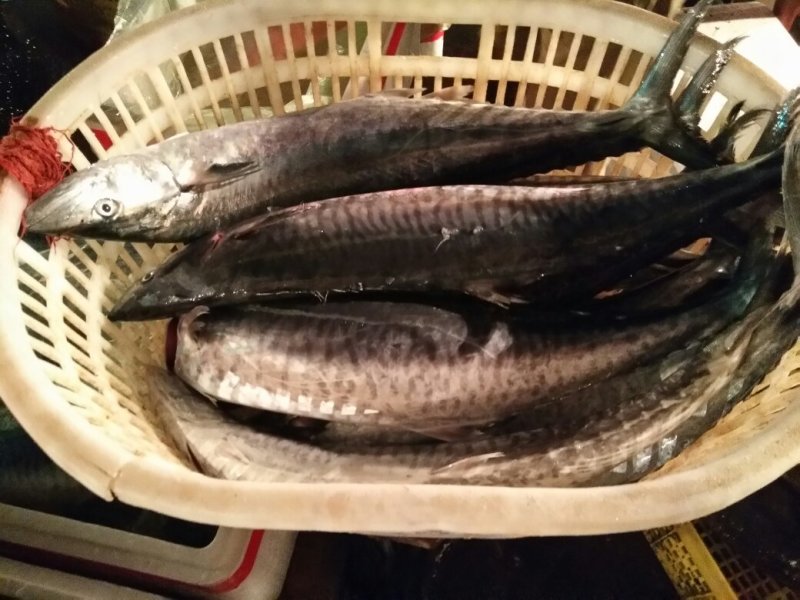 冰鲜大马鲛鱼