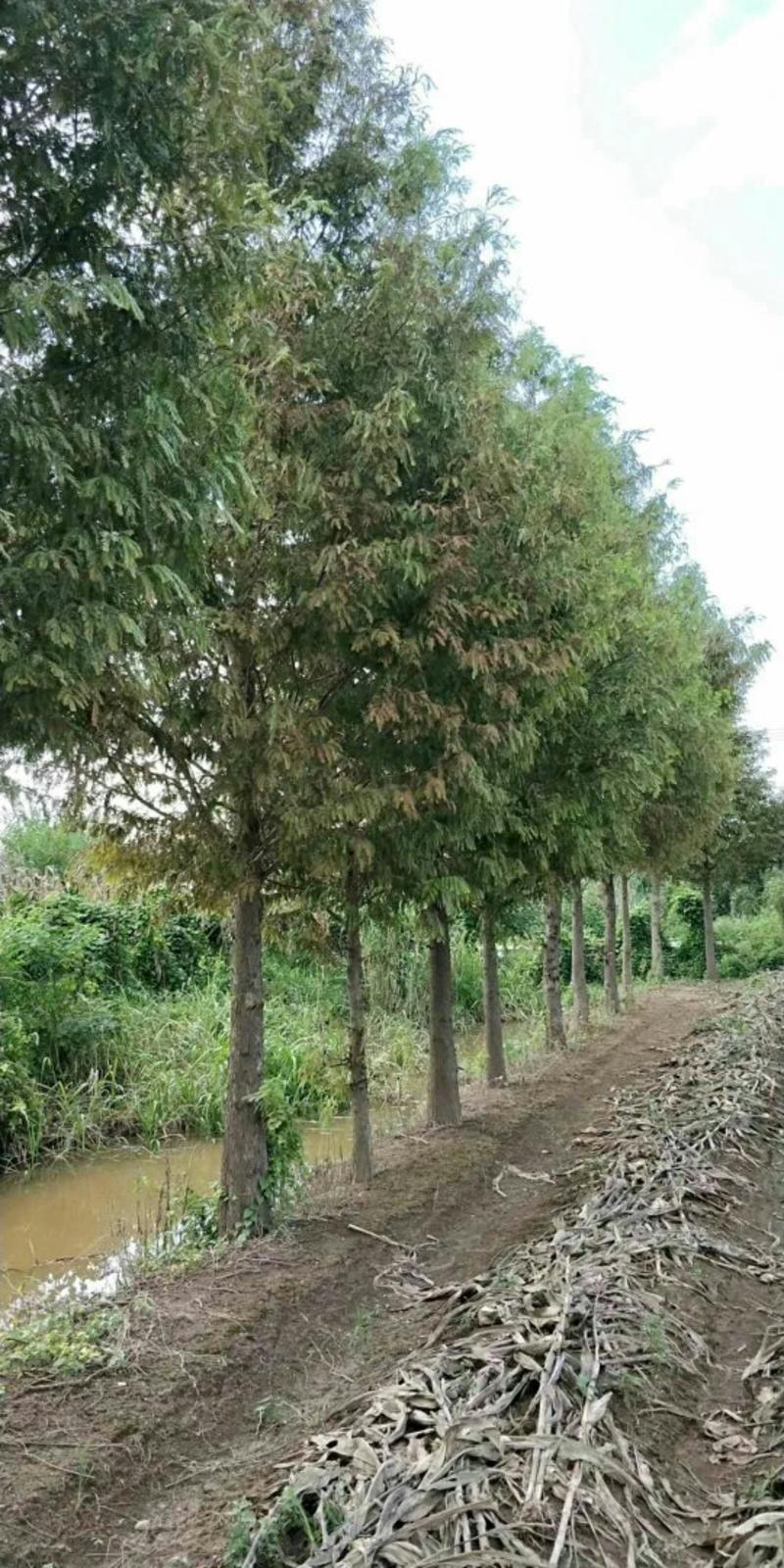水杉16~18cm分枝点，质量保证，量大价格更优惠。