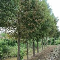 水杉16~18cm分枝点，质量保证，量大价格更。
