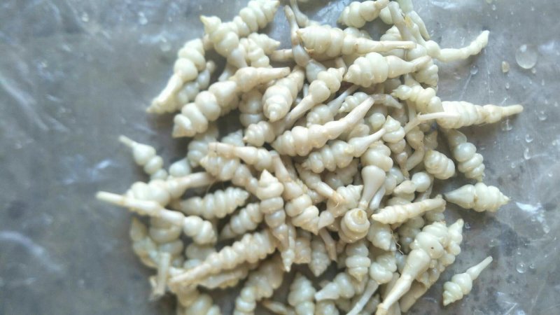 螺丝菜