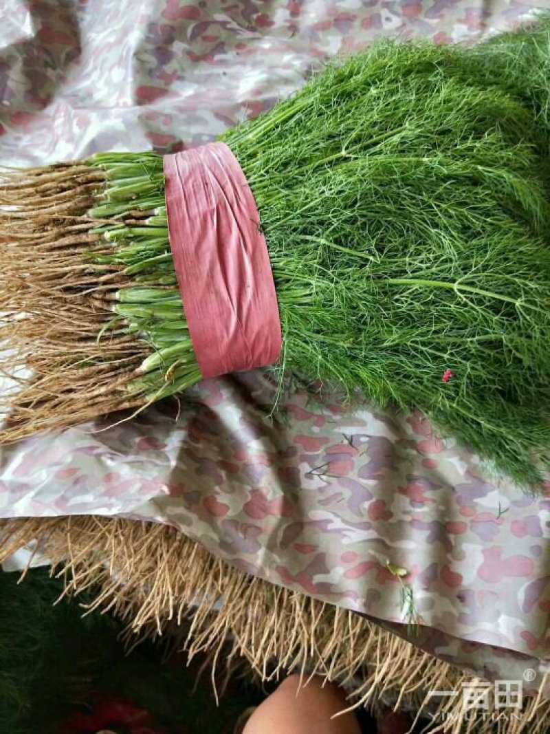 花菜
