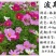 波斯菊玉门波斯菊波斯菊种子