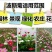 波斯菊玉门波斯菊波斯菊种子