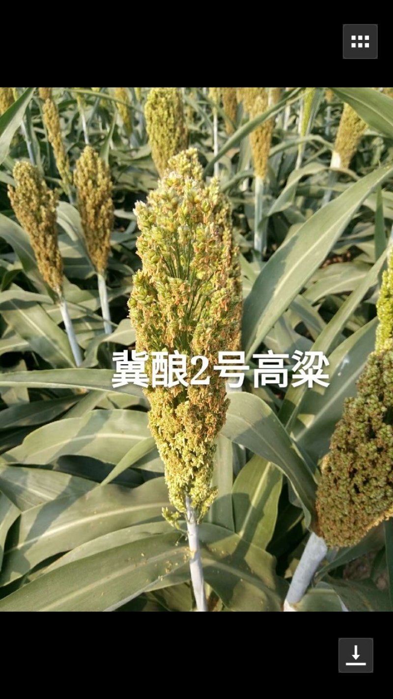 高粱颗粒小，没有霉变，容重750
