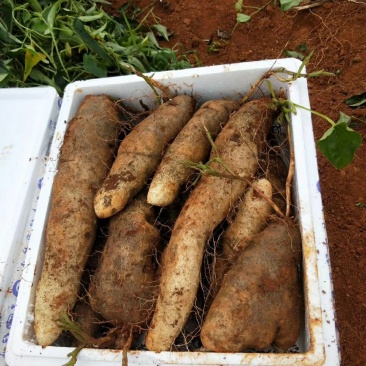 新鲜灵芝山药量大批发