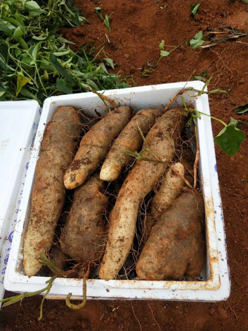 新鲜灵芝山药量大批发