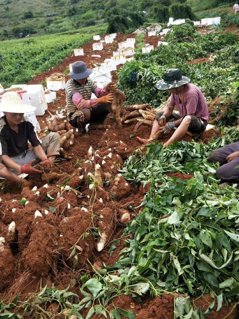 新鲜灵芝山药量大批发
