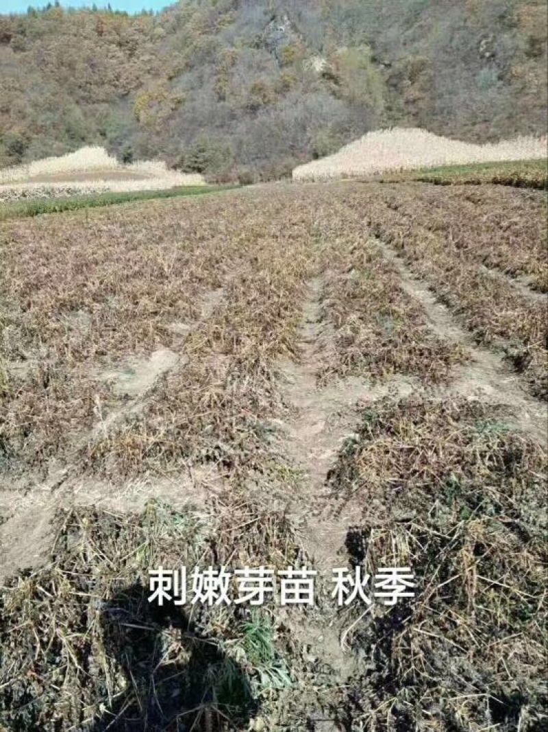 刺龙芽菜刺嫩芽苗木