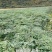 刺龙芽菜刺嫩芽苗木