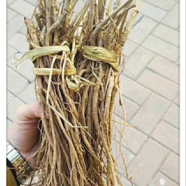 刺龙芽菜刺嫩芽苗木