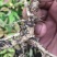 刺龙芽菜刺嫩芽苗木