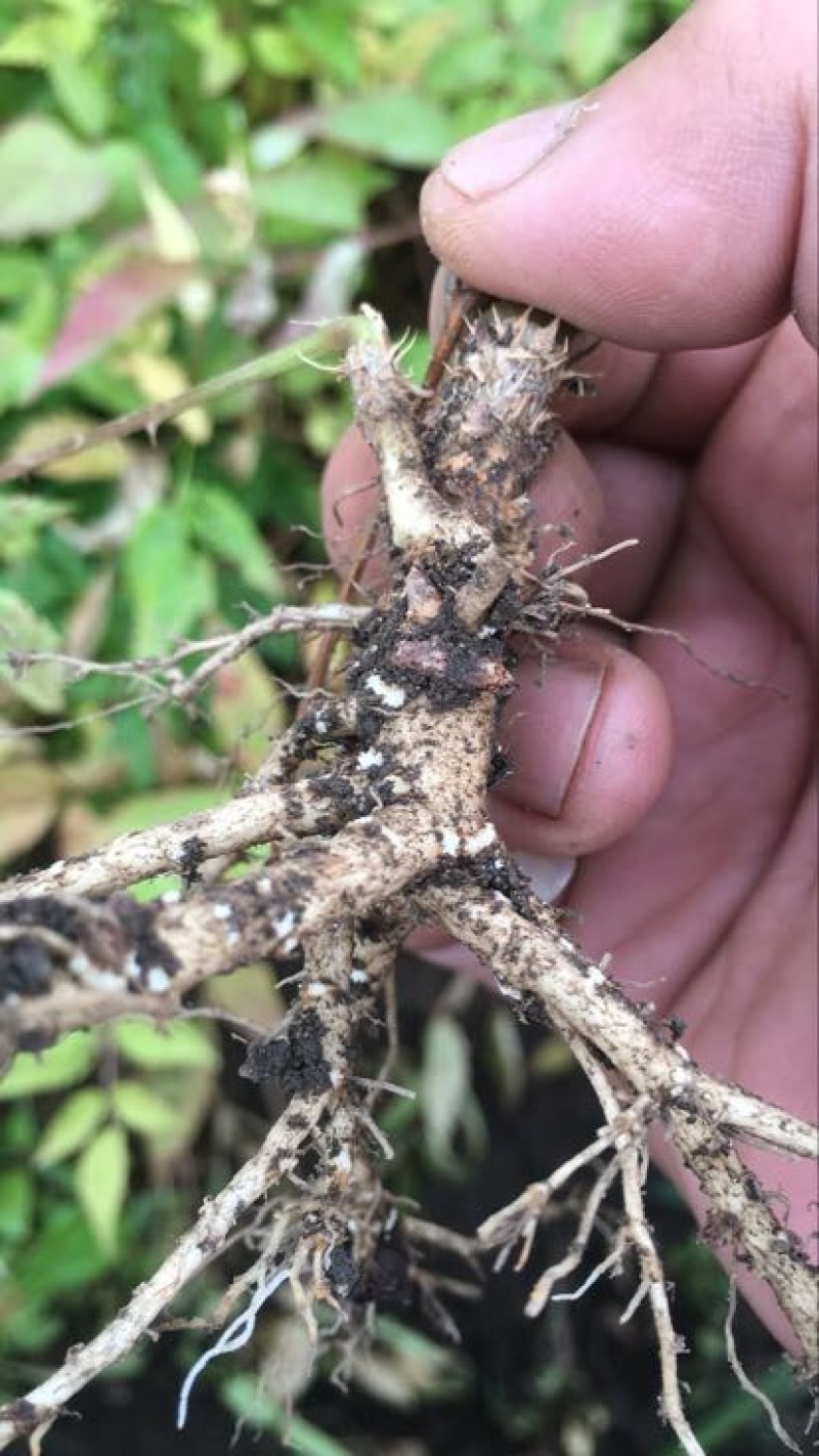 刺龙芽菜刺嫩芽苗木