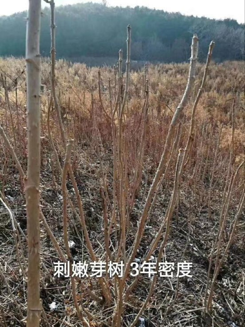刺龙芽菜刺嫩芽苗木