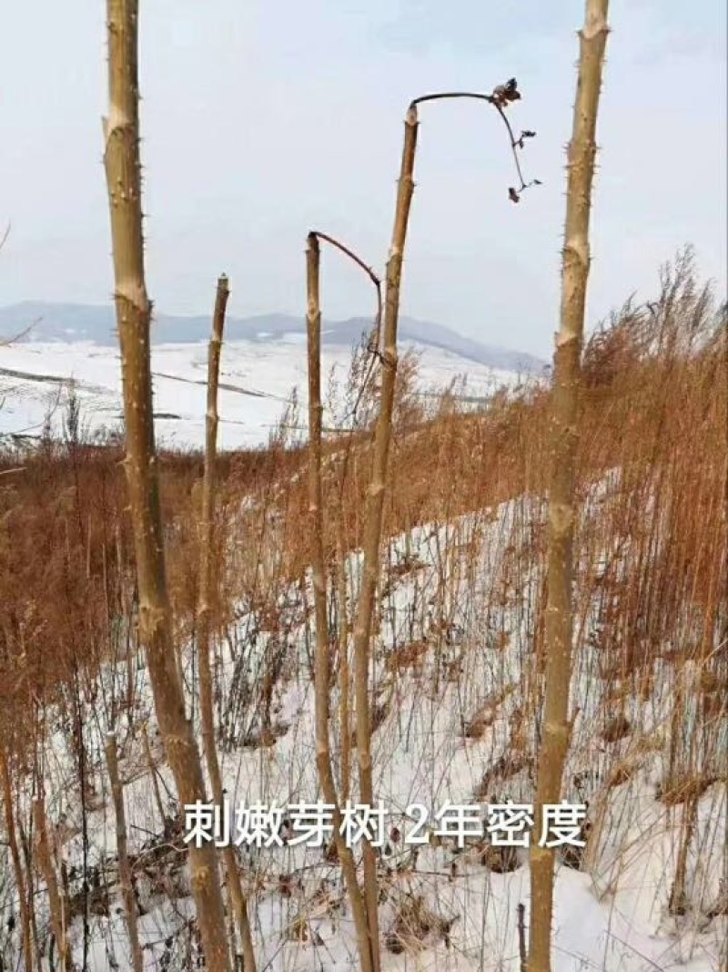 刺龙芽菜刺嫩芽苗木