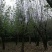 木瓜树