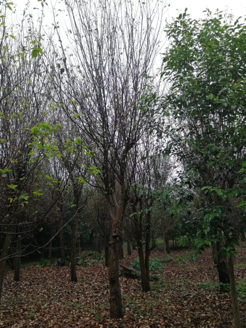 木瓜树