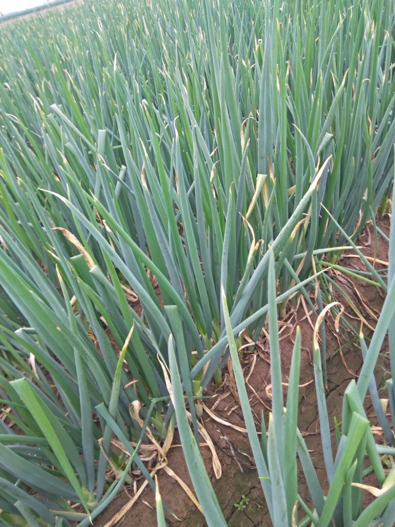 长白大葱毛葱2cm左右30～40cm