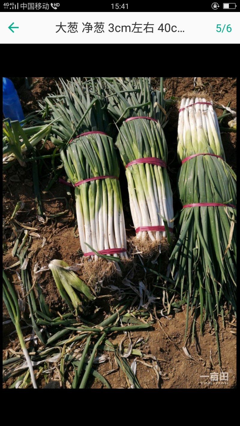 长白大葱毛葱2cm左右30～40cm