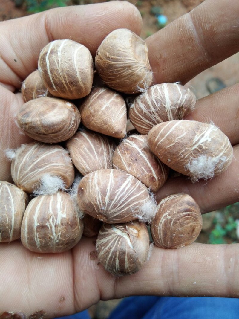 四季常绿叶观植物新鲜发财树种子