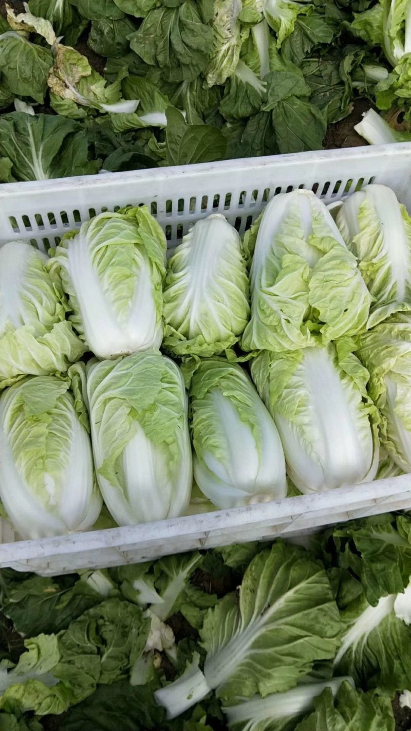 黄心大白菜大量供应中，分等分级，筐子装和散装都可以！