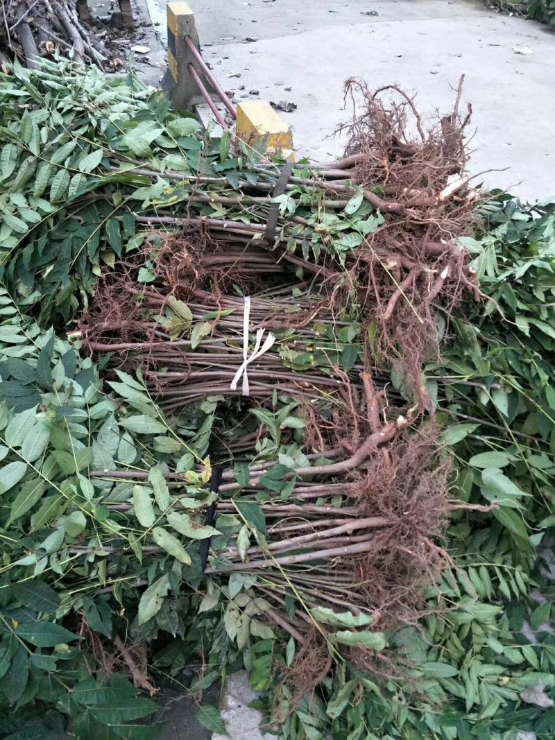 大竹县正宗巴山红香椿苗大量出售
