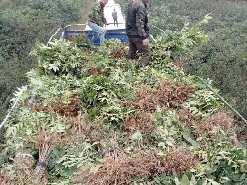 大竹县正宗巴山红香椿苗大量出售