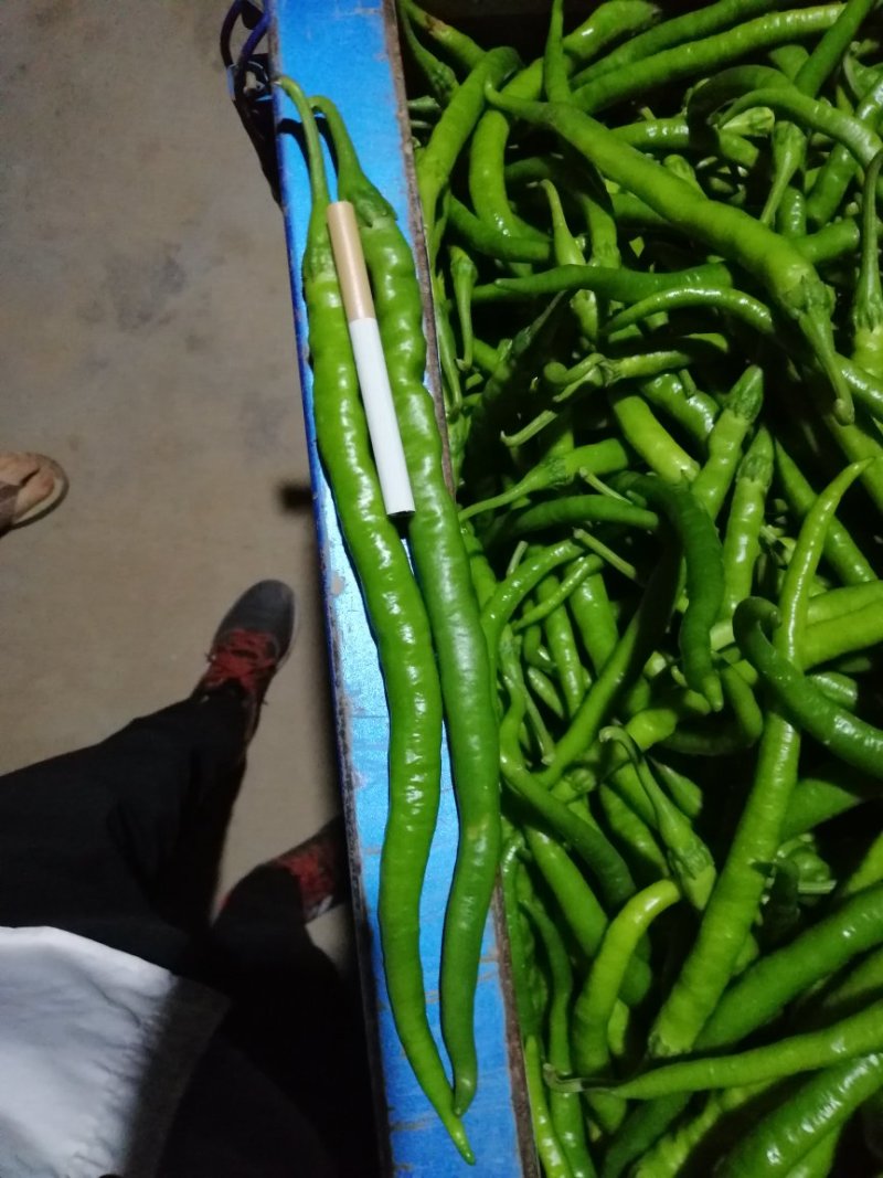 精品鲜辣椒，欢迎前来采购