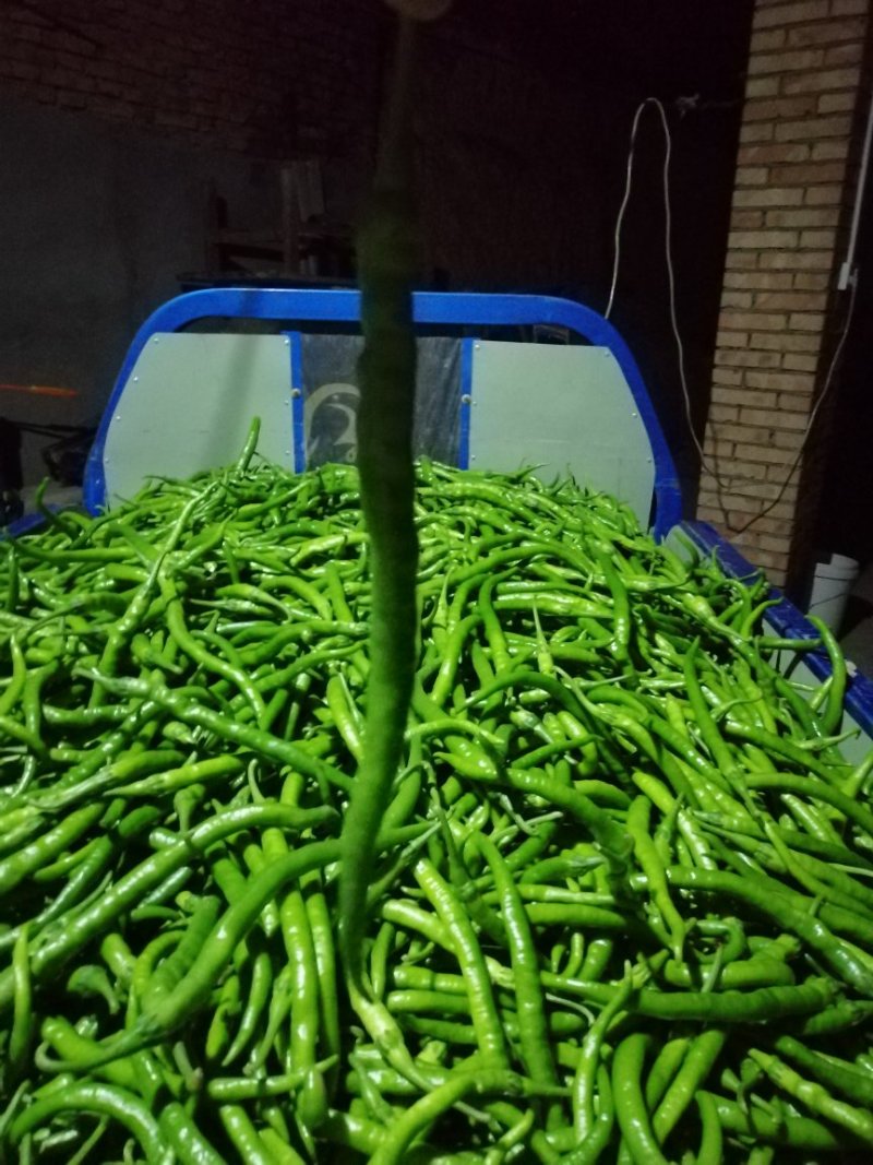 精品鲜辣椒，欢迎前来采购
