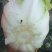 白菜
