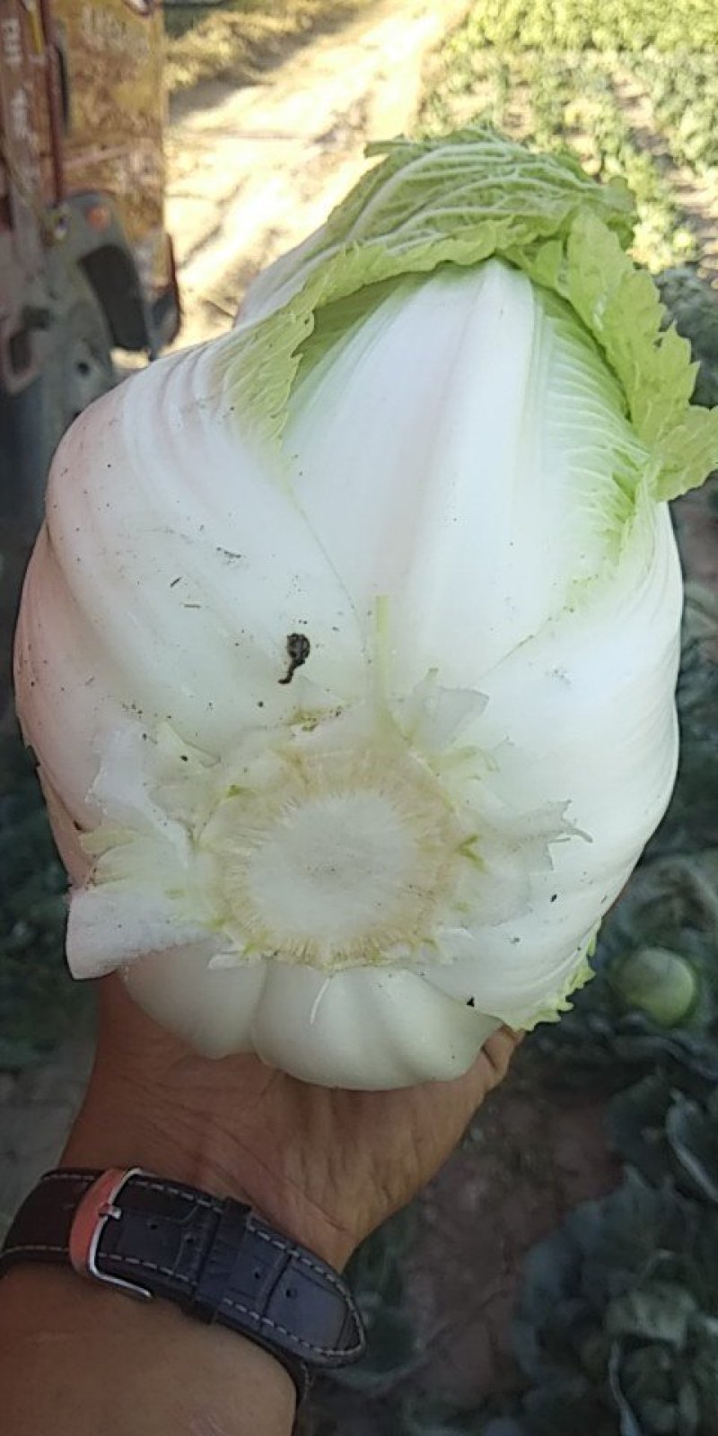 白菜