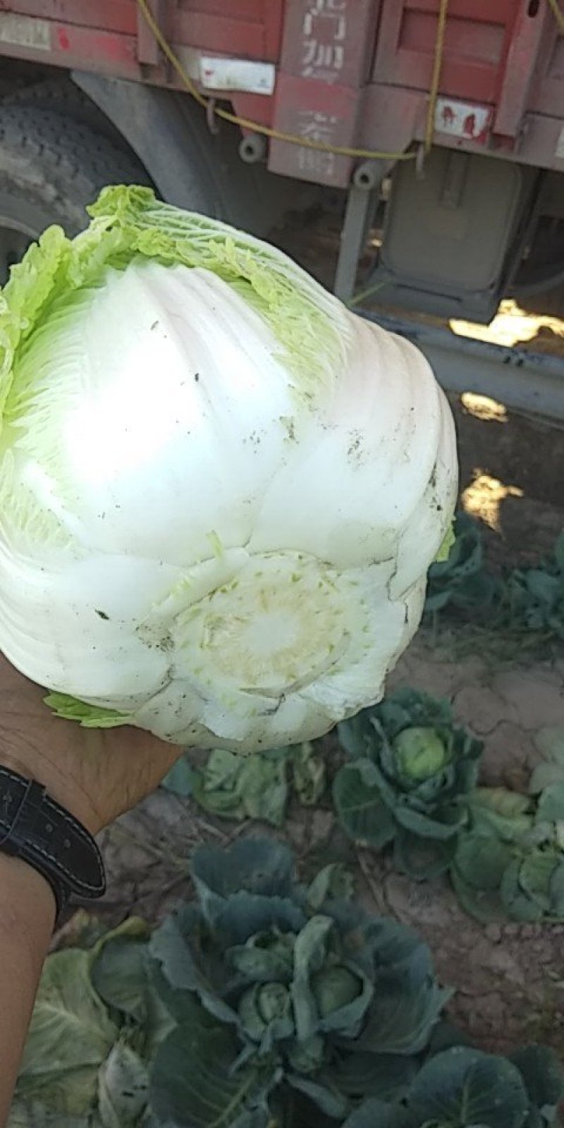 白菜