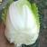 白菜
