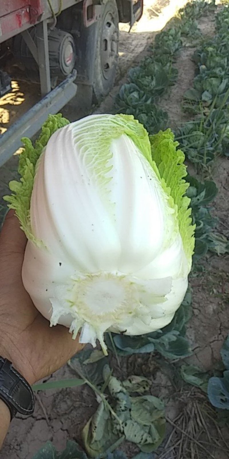 白菜