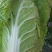白菜