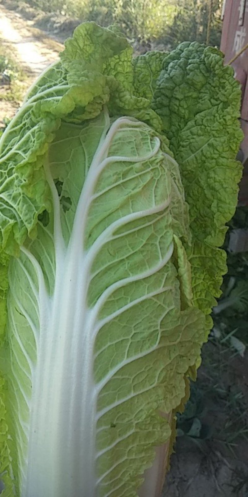 白菜