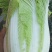 白菜