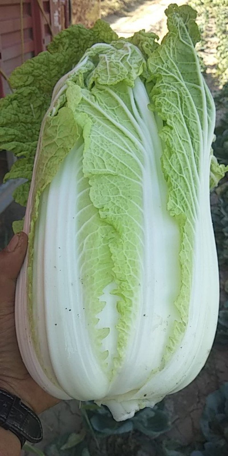 白菜