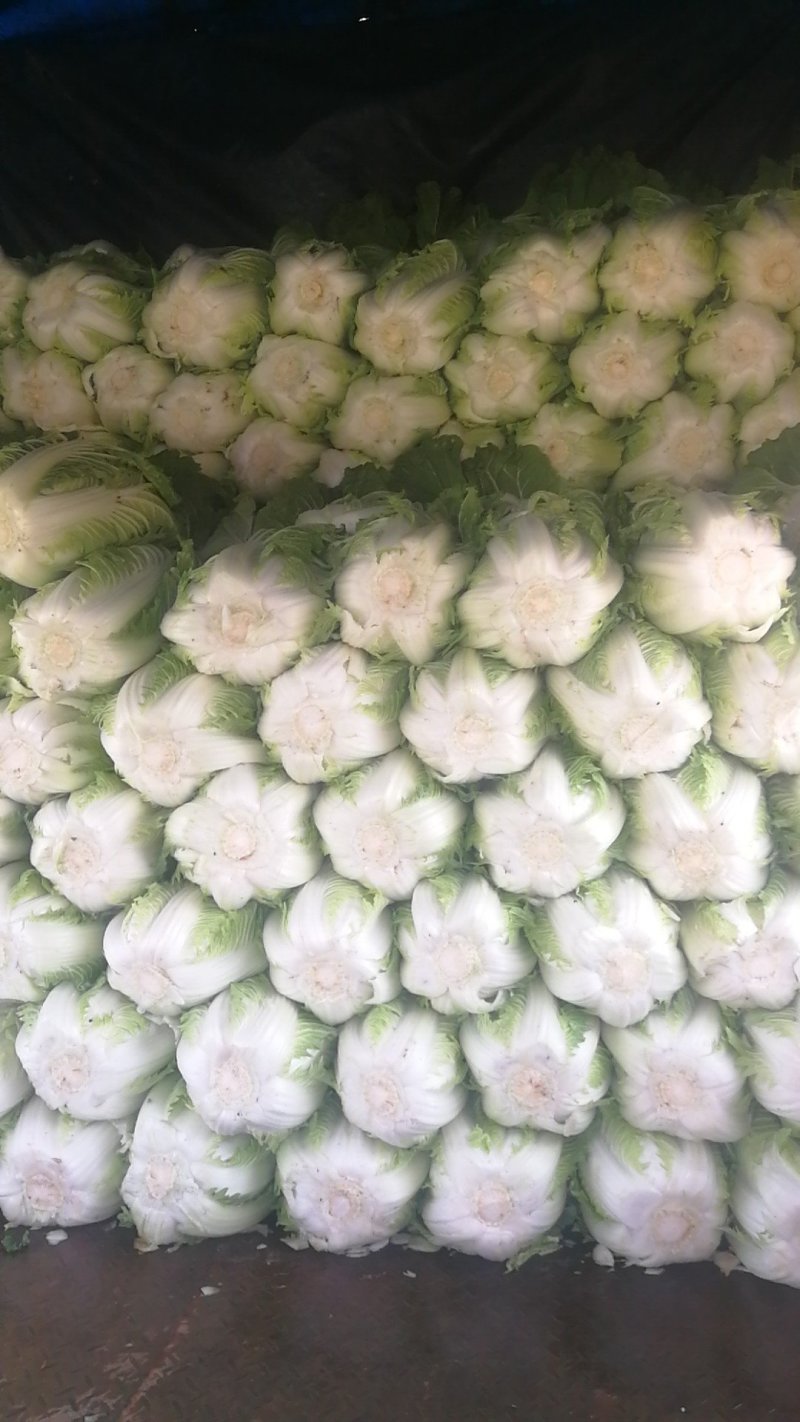 白菜，4到6斤，现货