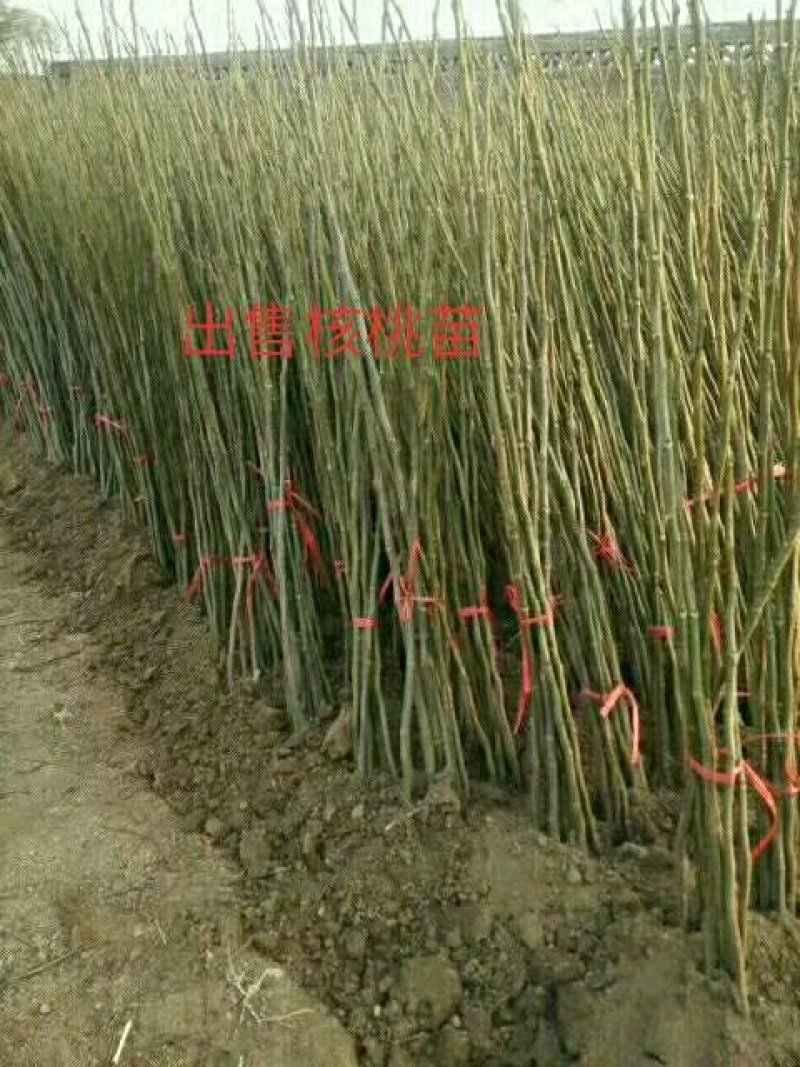 大量批发3公分粗核桃树