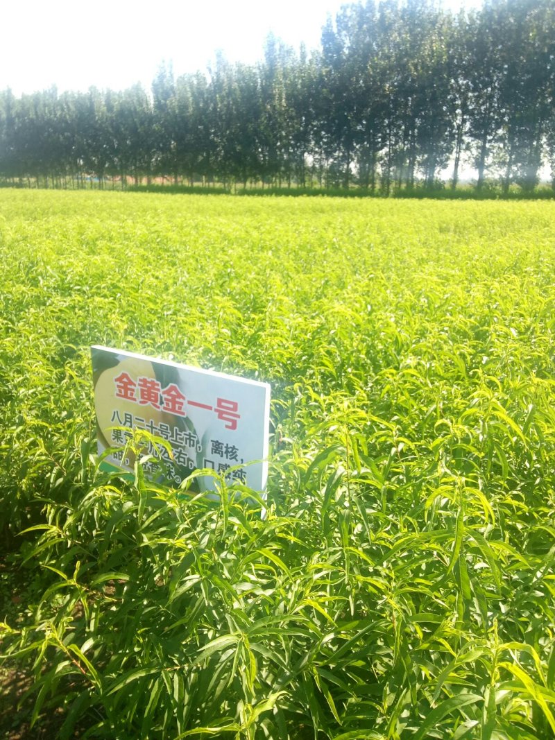 金黄金（晚黄金）果型好。枝条产量高。桃香味浓。黄金密桃