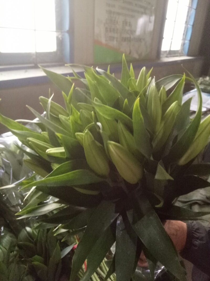 凌源鲜花花都凌源百合鲜切花长年批发