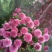 凌源鲜花花都凌源百合鲜切花长年批发