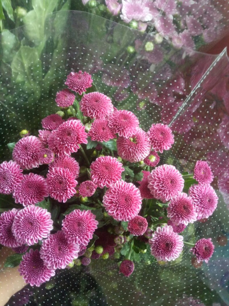 凌源鲜花花都凌源百合鲜切花长年批发