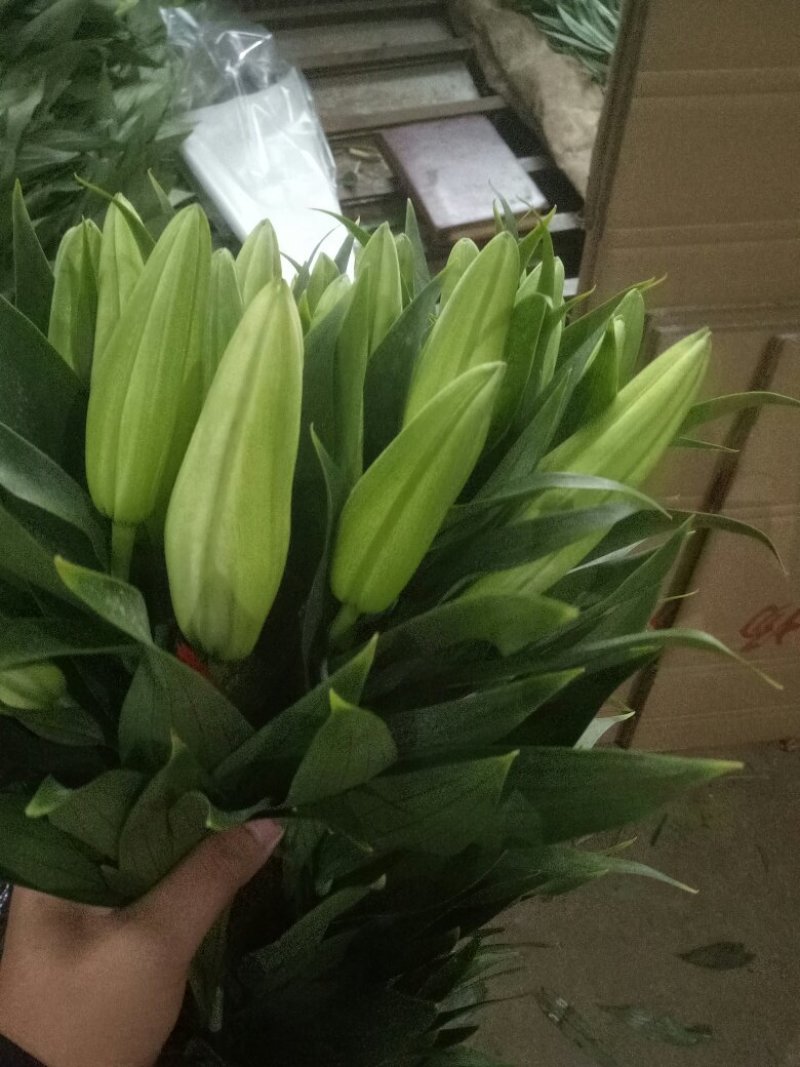 凌源鲜花花都凌源百合鲜切花长年批发