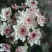 凌源鲜花花都凌源百合鲜切花长年批发