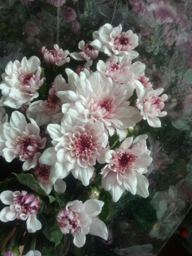 凌源鲜花花都凌源百合鲜切花长年批发
