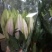 凌源鲜花花都凌源百合鲜切花长年批发