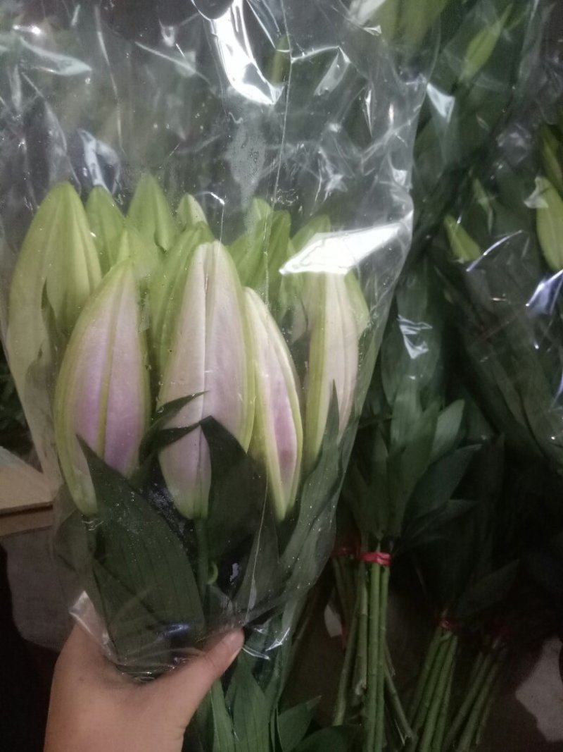凌源鲜花花都凌源百合鲜切花长年批发
