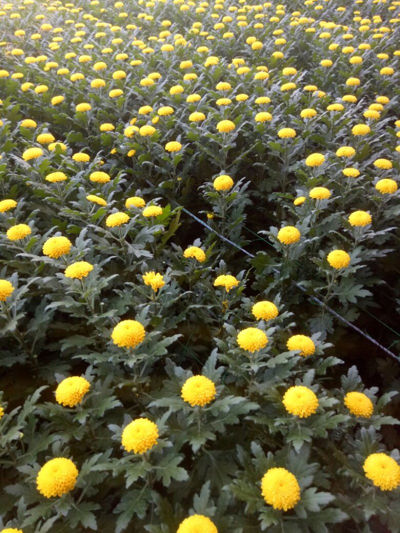 凌源鲜花花都凌源百合鲜切花长年批发