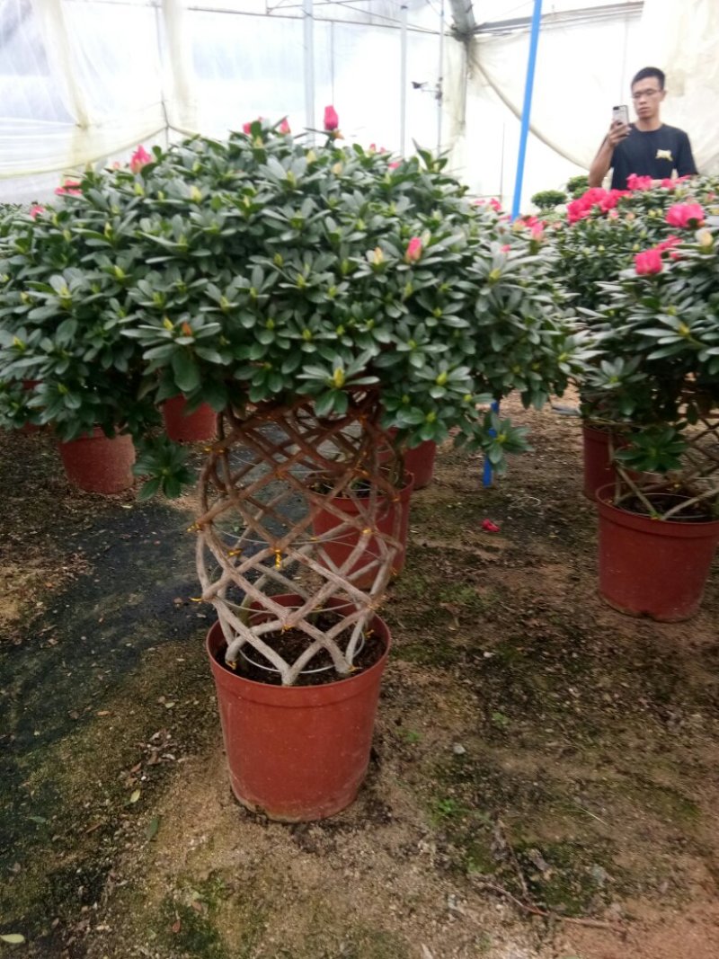 聚宝盆杜鹃花